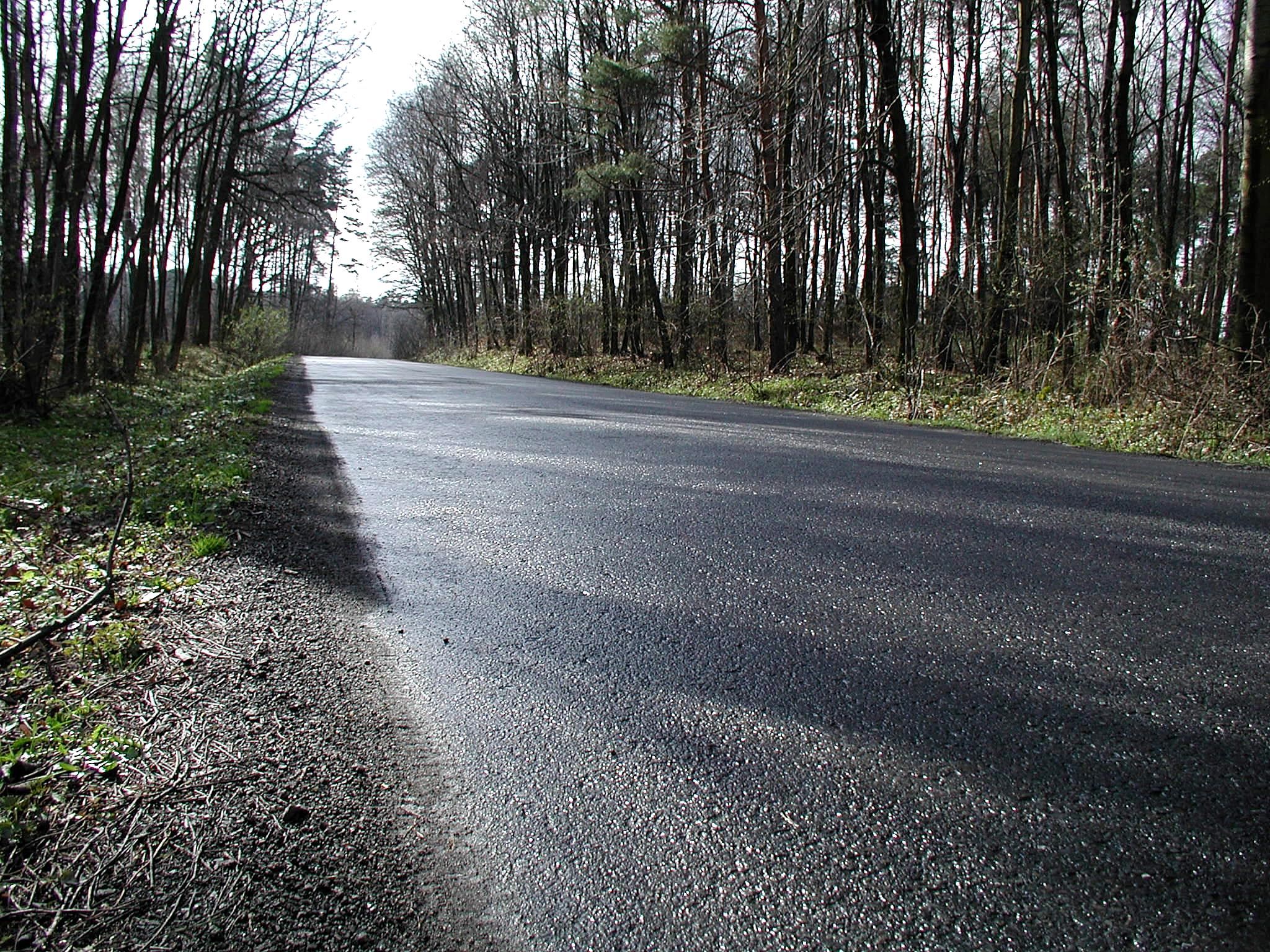 Road_beside_forest